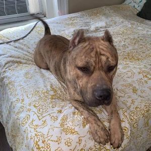 Meet your Posher, Patrick